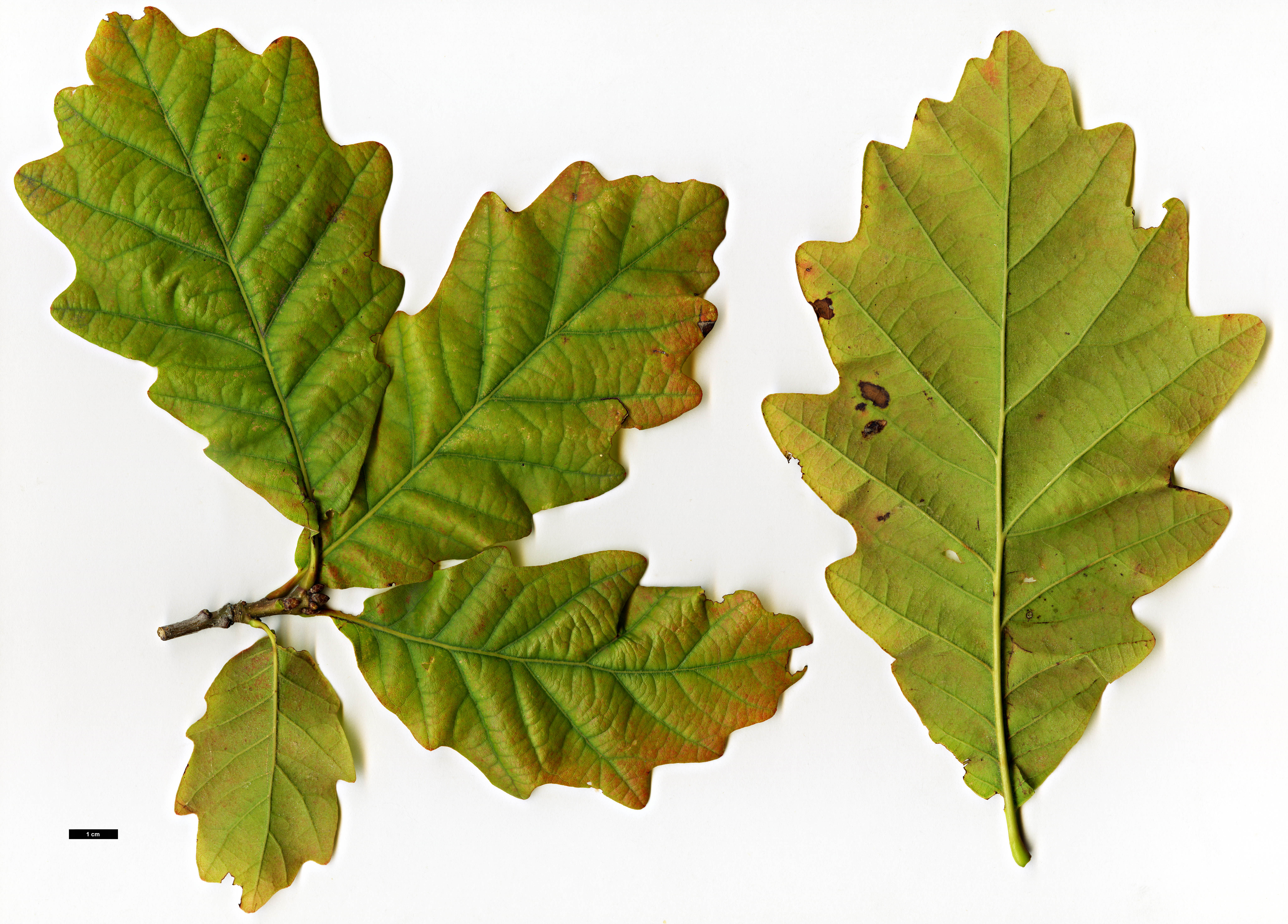 High resolution image: Family: Fagaceae - Genus: Quercus - Taxon: ×jackiana (Q.alba × Q.bicolor)